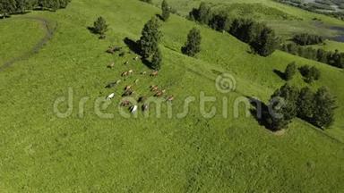空中观景。 野马奔跑。 在背景山的草原上奔跑的马群。 日落。